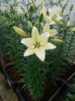 [5065 Courier No02.JPG]